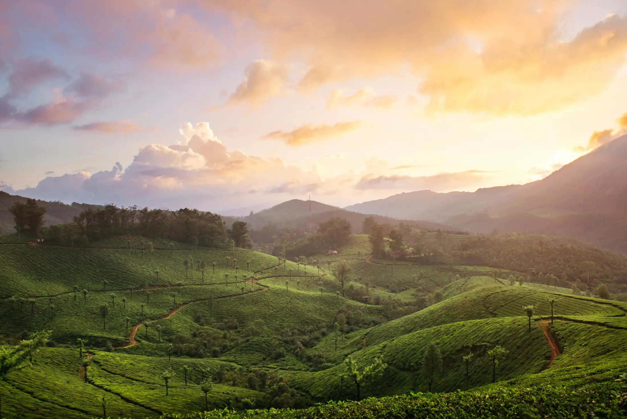 Munnar, Kerala