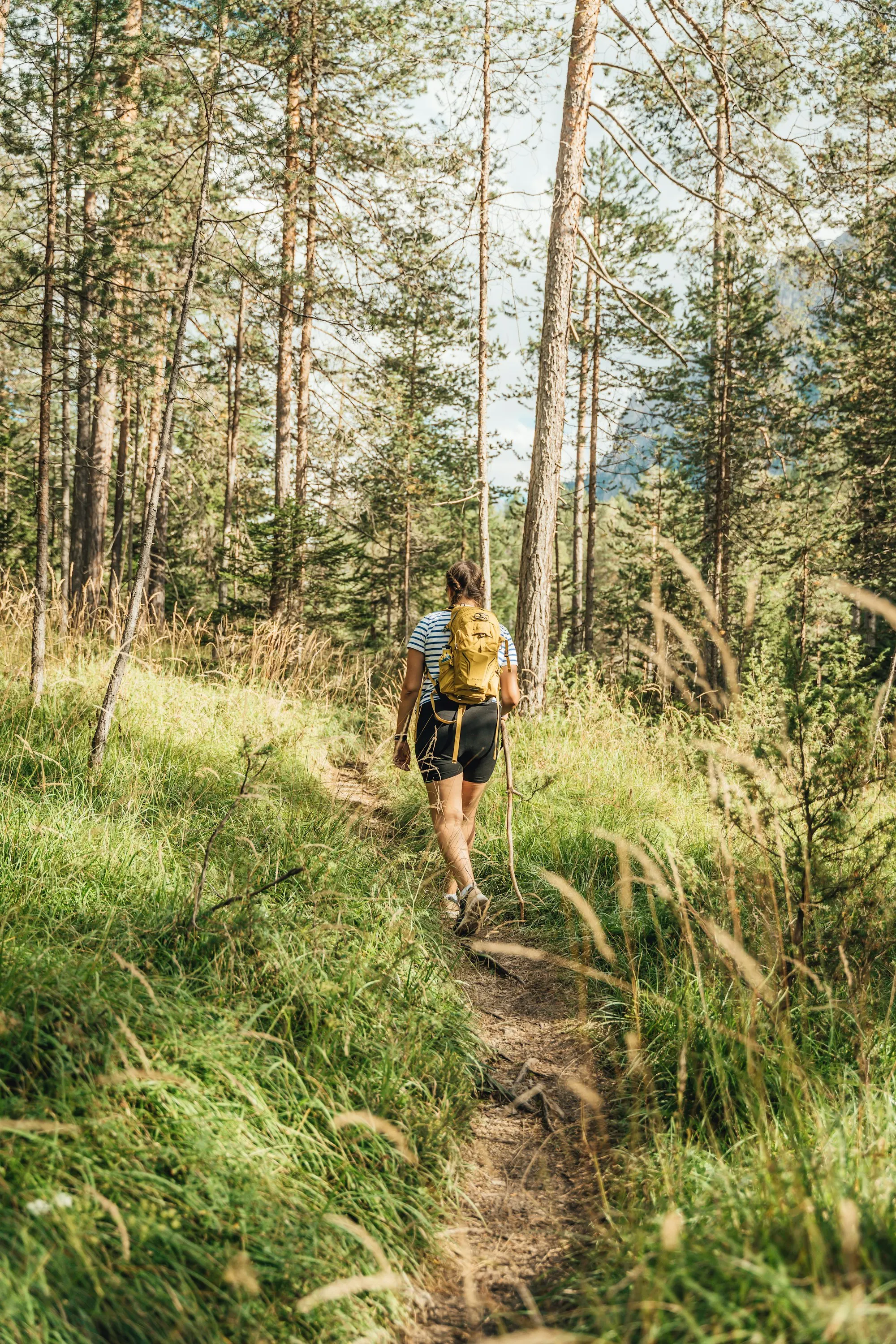A hiker on a forest path