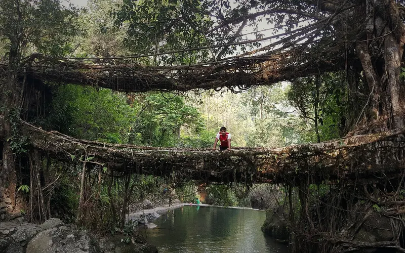 Nongriat Root Bridges Trek: Double Decker Living Tree Root Bridges, Meghalaya