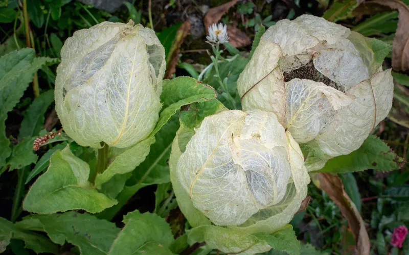 Valley of Flowers Trek: Brahma kamal at Valley of flowers national park, India